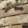 Clawgear Operator Plate Carrier Multicam M OD-TM-12651275130 asgbox.pl