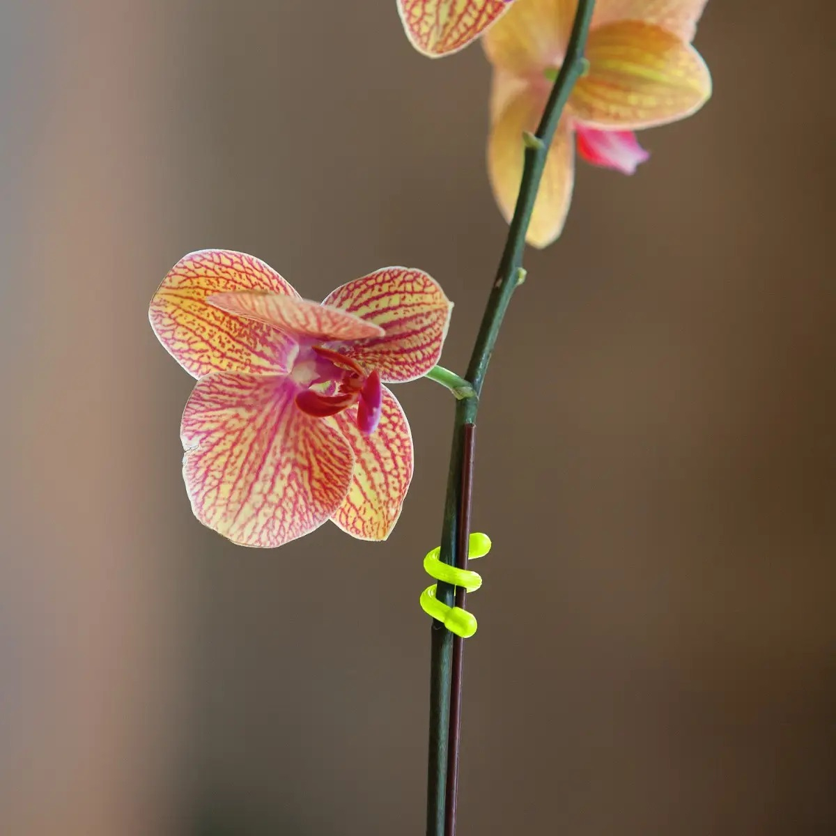 GEAR TIE(R) REUSABLE RUBBER TWIST TIE(TM) (2pcs), Yellow NEON - length 6" OD-A-GT6-2PK-33 asgbox.pl GEAR TIE(R) REUSABLE RUBBER TWIST TIE(TM) (2pcs), Yellow NEON - length 6" - obrazek 4
