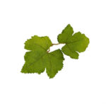 Novritsch LEAF CAMO 3D Leaves LC1, 40 Pcs – Fern