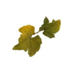 Novritsch LEAF CAMO 3D Leaves LC1, 40 Pcs – Lime