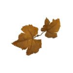 Novritsch LEAF CAMO 3D Leaves LC1, 40 Pcs – Sienna
