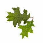 Novritsch LEAF CAMO 3D Leaves LC4, 40 Pcs – Oak Green