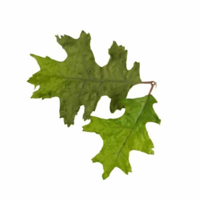 Novritsch LEAF CAMO 3D Leaves LC4, 50 pcs - Oak Green