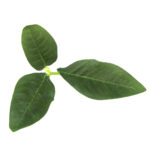 Novritsch LEAF CAMO 3D Leaves LC3, 40 Pcs – Pine