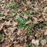 Novritsch LEAF CAMO 3D Leaves LC3, 40 Pcs – Cider - obrazek 5