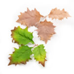 Novritsch LEAF CAMO 3D Leaves LC5, 40 Pcs – Ivory - obrazek 2