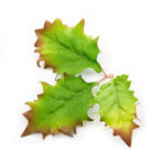 Novritsch LEAF CAMO 3D Leaves LC5, 40 Pcs – Willow
