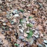ANAREUS 3D Camouflage Leaves SilkLeaf Oak, 25 Pcs - Brown - obrazek 3