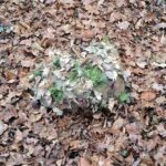 ANAREUS 3D Camouflage Leaves SilkLeaf Oak, 25 Pcs - Brown - obrazek 4