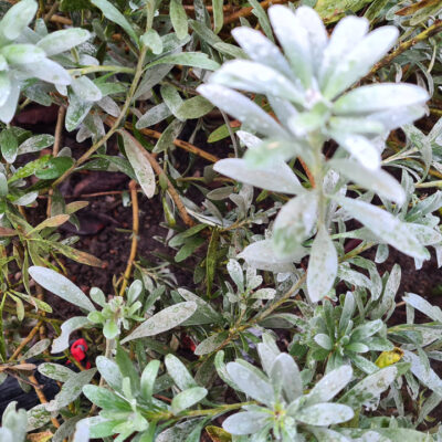 Magazine HOT LIPS for MK23 pistol - 1 pc OD-A-HOTLIPS asgbox.pl Magazine HOT LIPS for MK23 pistol - 1 pc OD-A-HOTLIPS asgbox.pl