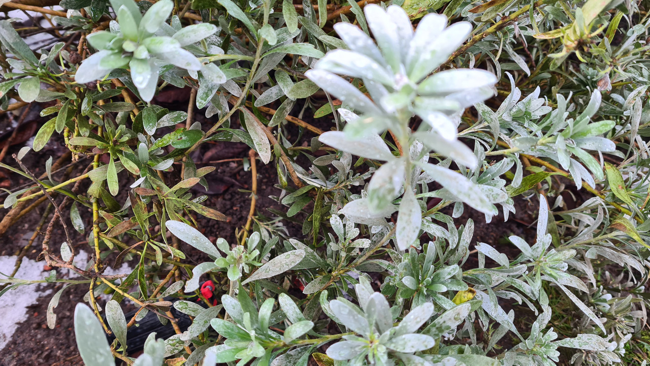 Magazine HOT LIPS for MK23 pistol - 1 pc OD-A-HOTLIPS asgbox.pl Magazine HOT LIPS for MK23 pistol - 1 pc - obrazek 7