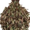 Novritsch Modular 3D Ghillie Suit Jacket - Everglade OD-A-NOVRITSCH197-EVE asgbox.pl