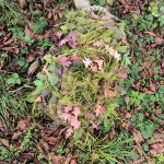 ANAREUS Pack of 3D SilkLeaf Camouflage Leaves, Small (25 Pcs) - Brown - obrazek 7