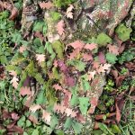 ANAREUS Pack of 3D SilkLeaf Camouflage Leaves, Large (308 Pcs) - Brown - obrazek 8