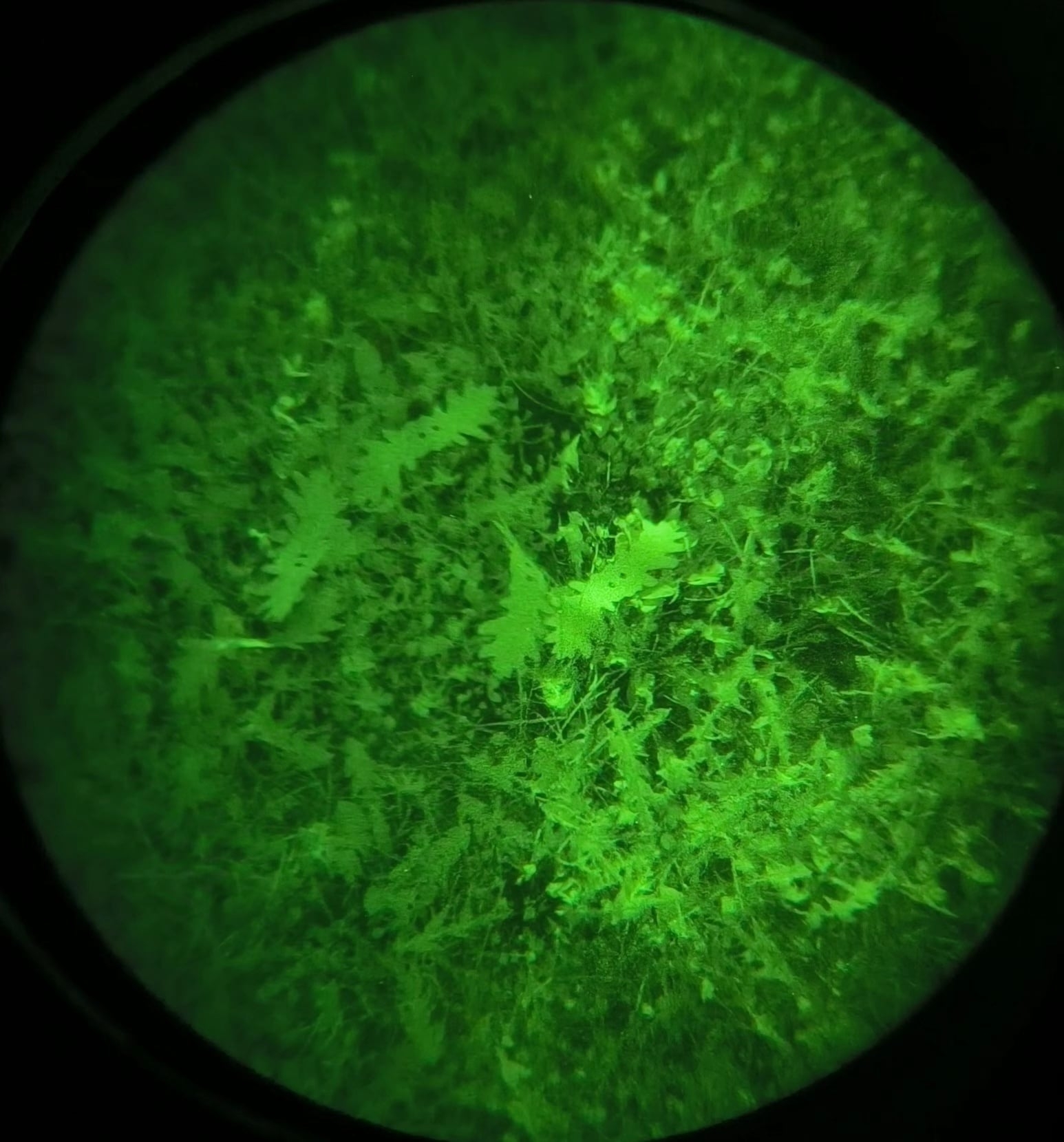 ANAREUS Pack of 3D SilkLeaf Camouflage Leaves, Medium (100 Pcs) - Brown OD-A-ANAR91-M asgbox.pl ANAREUS Pack of 3D SilkLeaf Camouflage Leaves, Medium (100 Pcs) - Brown - obrazek 10