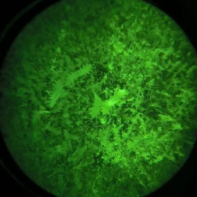 ANAREUS Pack of 3D SilkLeaf Camouflage Leaves, Large (308 Pcs) - Brown OD-A-ANAR91-L asgbox.pl ANAREUS Pack of 3D SilkLeaf Camouflage Leaves, Large (308 Pcs) - Brown OD-A-ANAR91-L asgbox.pl