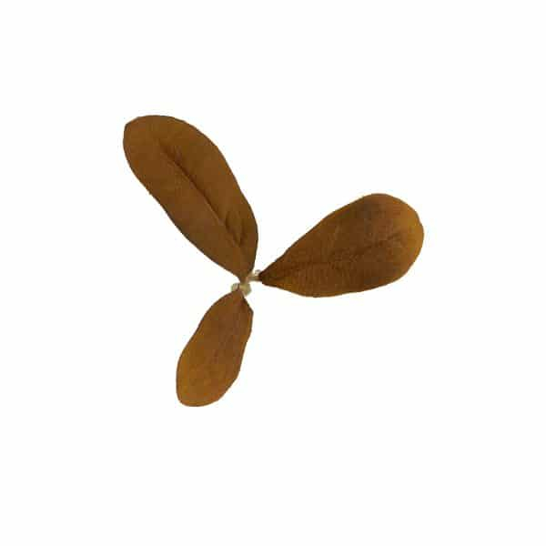 Novritsch LEAF CAMO 3D Leaves LC2, 50 pcs - Peat OD-A-NOVRITSCH79-PEAT asgbox.pl Novritsch LEAF CAMO 3D Leaves LC2, 50 pcs - Peat