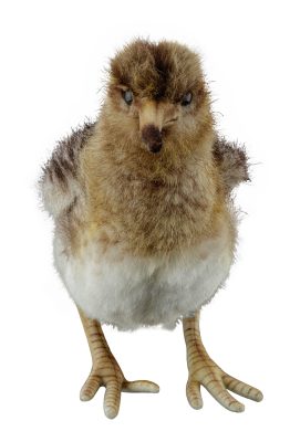 Woodcock plush - - obrazek 2