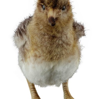 Peluche bécasse