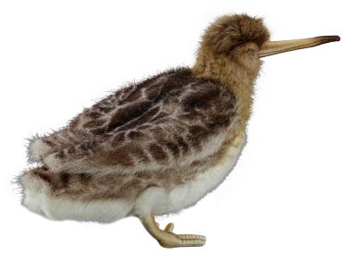 Woodcock plush - - obrazek 3