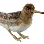 Woodcock plush -