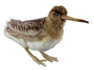 Woodcock plush -