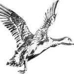 Pin's Jack Pyke - Canard - Pin's Canard